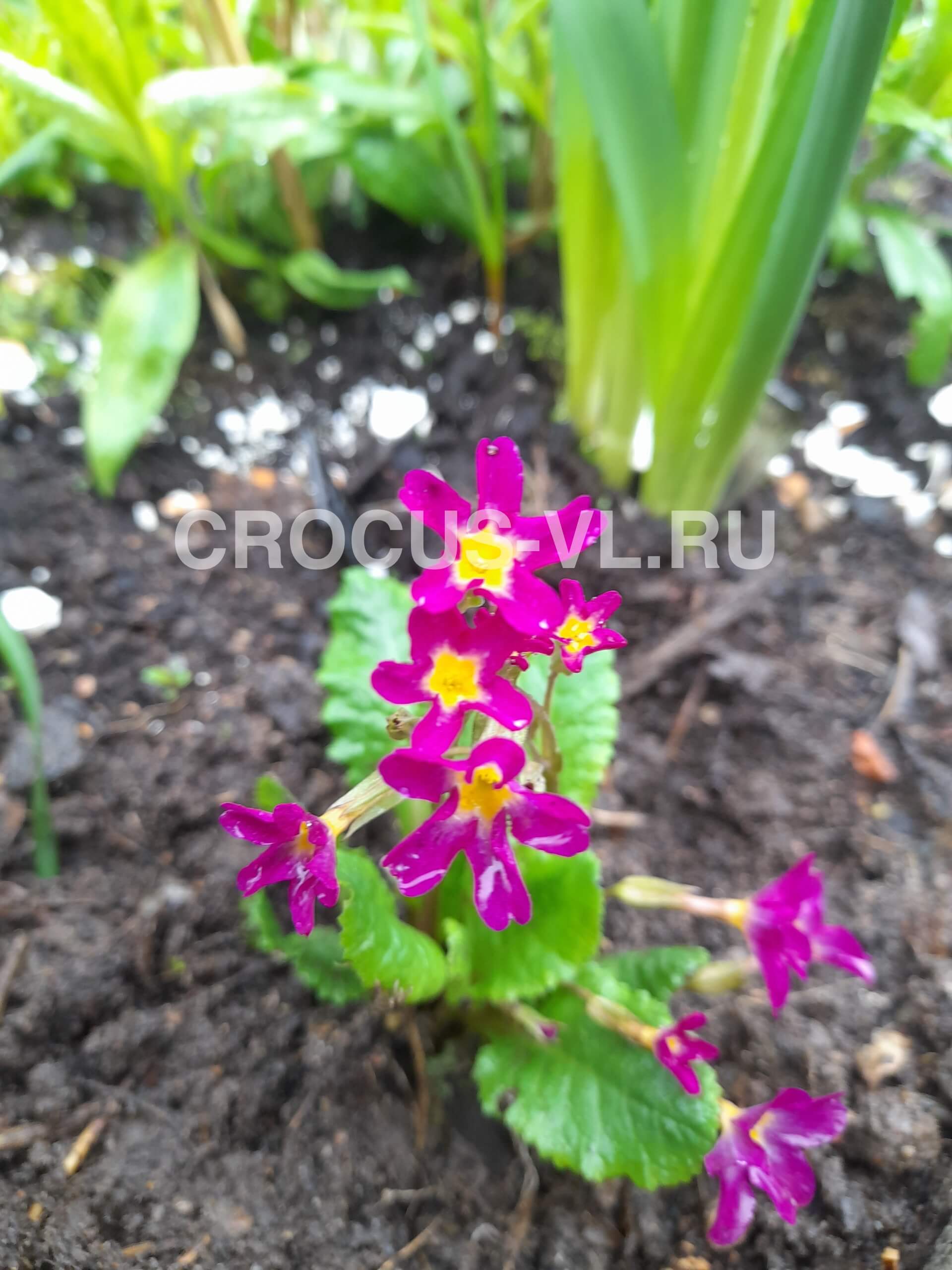 Примула высокая «Звёздочка»